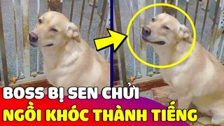 Lỡ mồm 'CẮN RÁCH' tấm thảm ngủ, Boss bị Sen chửi 'ĐỨNG KHÓC' thành tiếng 😅 Gâu Đần