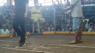 3rd fight@ morong arena - no scratch. 7months old pulang linaw binabae