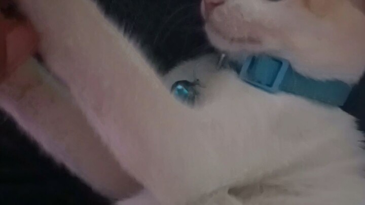 Tom🥺