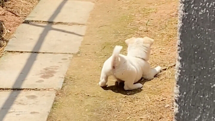 The little country dog at grandma’s house is so cute.
