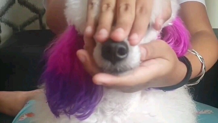 #jiso #poodle #dog #pet