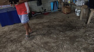 NBJJ4 PRH vs Gold Label
