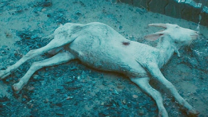 Not a single shot is wasted in this film—even a single sheep serves as foreshadowing. A flawless rem