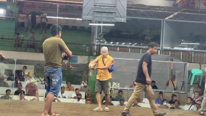 Peterfun Straight Sweater wins Standing Dead si Goldy