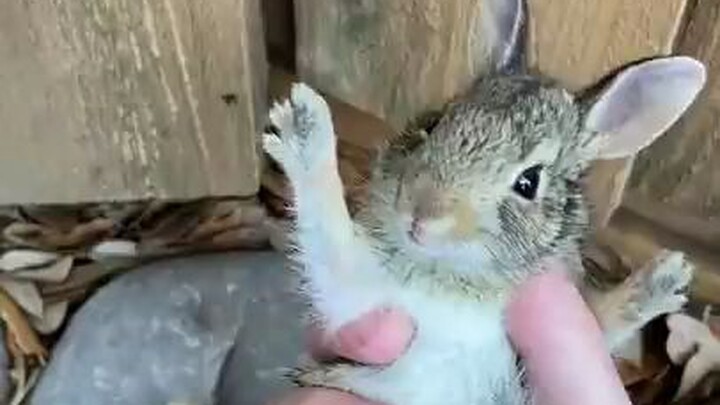 Baby Rabbit's Reaction Must watch