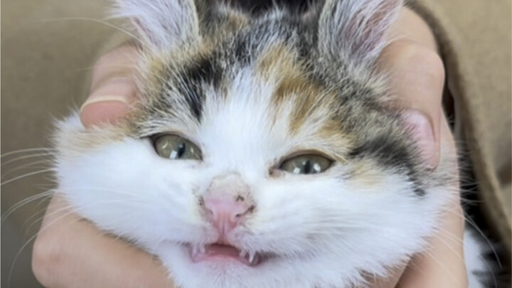 Setiap butir makanan kucing yang saya makan tidak gratis.