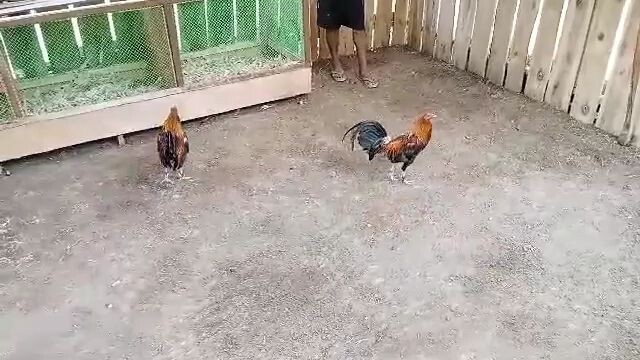 #manok
