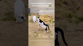 🤣Funny Animals Never Let You Down😍 | Animals LOL Moments #funnydogs #funnycats #shortsviral