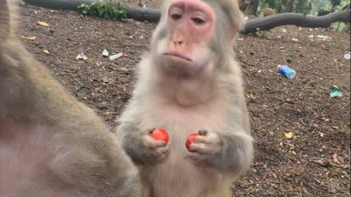 The monkey next to him ate it and shouted, “Sdaop! Sdaop!”