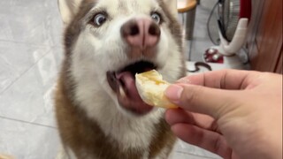 Giving drugs in front of the dog is so hilarious, what a brainless person!