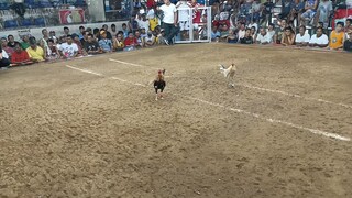 2xwinner bulik