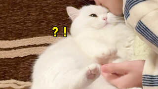 من أجل تقبيلها، لم أتوانَ عن قول الكثير من الأكاذيب لخداع القط.