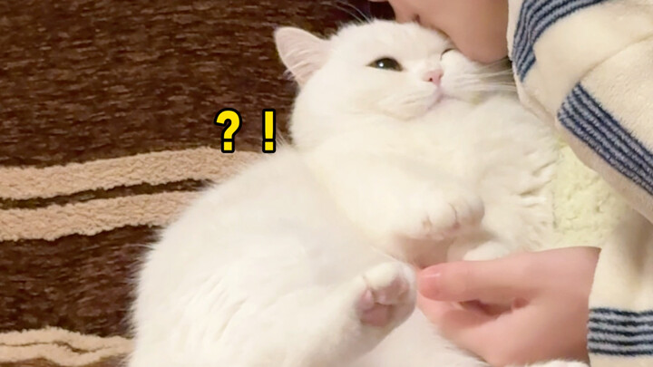 من أجل تقبيلها، لم أتوانَ عن قول الكثير من الأكاذيب لخداع القط.