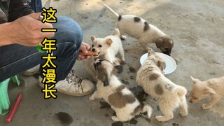 不要轻易收养流浪猫狗，你真的把握不住！