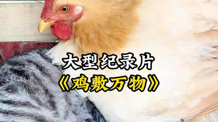 The large-scale documentary "Chicken Covers Everything" continues to air for you.