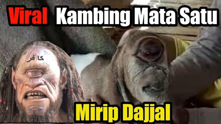Kambing Bermata Satu _Hebohkan Warga di Simalungun Sumatera Utara