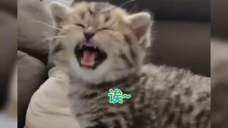 Khoảnh khắc chữa lành của mèo con, quá đáng yêu luôn, mèo con vừa sữa vừa hung dữ này thật sự quá dễ