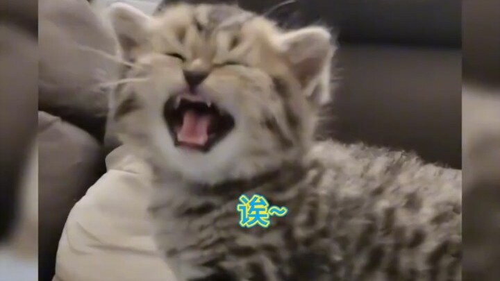 لحظات شافية مع هريرة صغيرة لطيفة جدًا لدرجة أنها تُذيب القلوب! الهريرة الصغيرة الجريئة واللطيفة جدًا