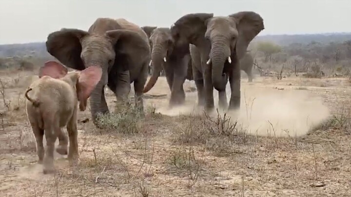 Heartbreaking scene: Baby elephant who lost its family is gently welcomed into another herd!