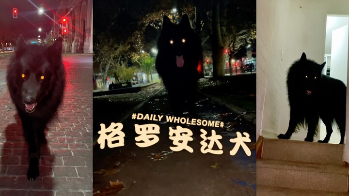 深夜出来散步的比利时格罗安达牧羊犬