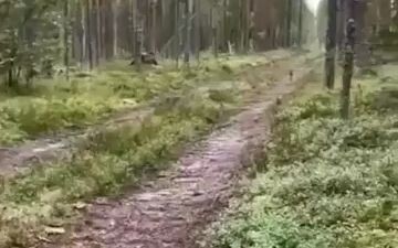 Bunny brother, great positioning! Bold and meticulous, he successfully fooled the hunting dogs and e