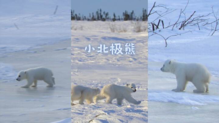 Ayo lihat si bayi beruang kutub sebentar!