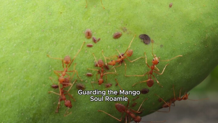 Guarding the Mango