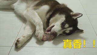 What will a husky who hasn't eaten pork for a month do when it sees a meaty bone?