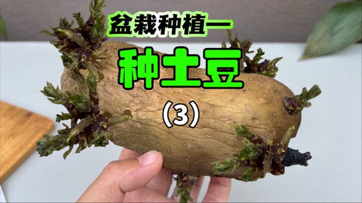 Di bulan April aku menanam pot kentang raksasa—kalau dirawat dengan baik, berapa banyak hasil yang b