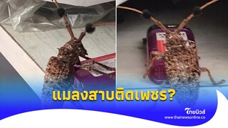 หนุ่มเจอตัวประหลาด ชาวเน็ตบอก ‘แมลงสาบติดเพชร’ รู้แล้วตัวอะไร?|Thainews - ไทยนิวส์|Social-16-JJ