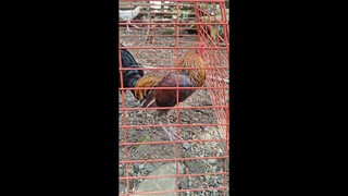 Unang palahe 7months BlueminerXMelsim (Win)