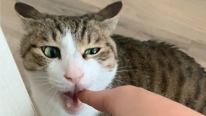 Cunning Tail (　ﾟдﾟ)