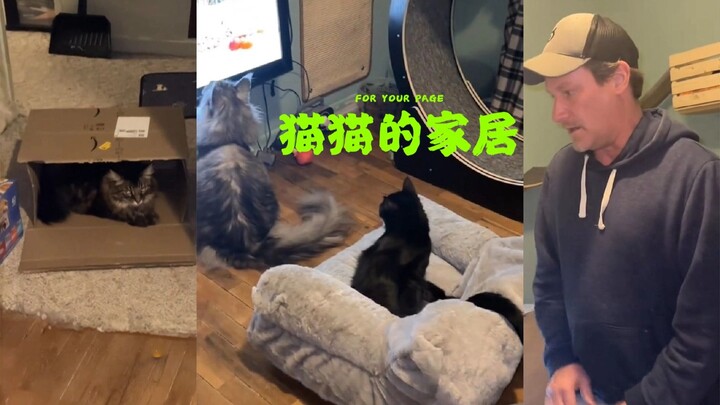 Dibandingkan dengan sofa peliharaan, sepertinya kucing lebih menyukai kotak kardus 😂