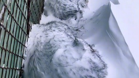 สองวันนี้มองโกเลียในเจอพายุหิมะขาวอีกแล้ว ทำให้ฉันนึกถึงเจ้าสองหนูขนปุยคู่นี้ขึ้นมาเลย!