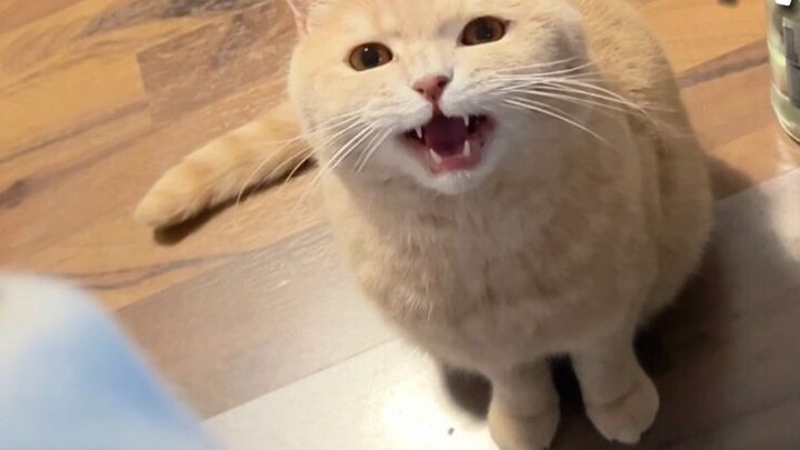 When I pretend to ignore the puppy