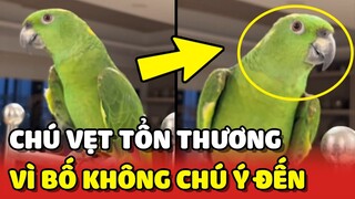 Chú Vẹt tên VÂU bị "TỔN THƯƠNG TÂM HỒN" vì bố không CHÚ Ý đến mình | Yêu Lu