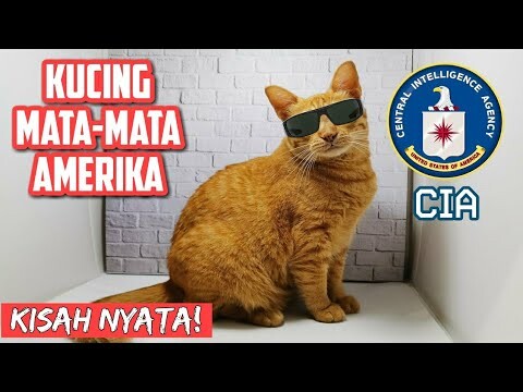 KISAH NYATA KUCING JADI MATA MATA AMERIKA!