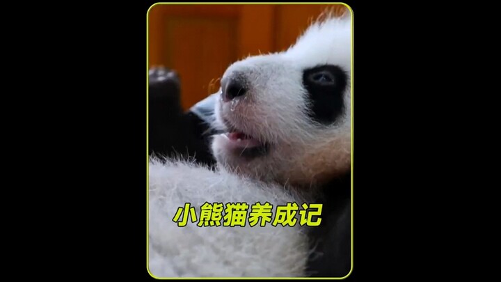 Apa yang dilakukan penjaga panda hingga membuatnya begitu bahagia? Alasannya di balik itu sungguh ta