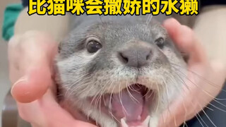 นากน่ารักกว่าแมว