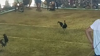 Palakasan ng pagbira