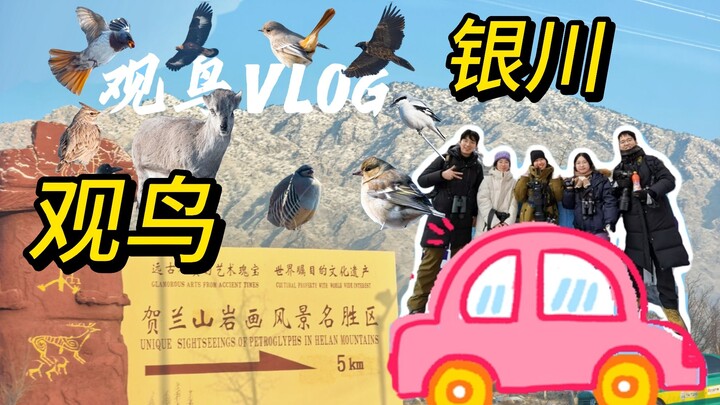 A bird named after your hometown! Is this bird only found here?? [Yinchuan–Alashan 3-Day Birdwatchin
