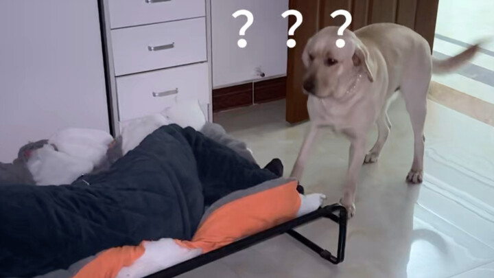 Nửa đêm kêu cơm, tranh thủ ngủ luôn trong ổ chó