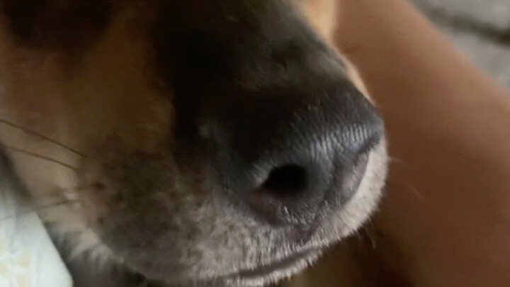 Kumpulan Dubbing Dialek Guizhou