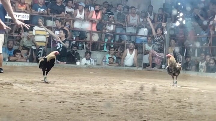hiraw vs domz