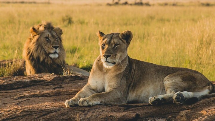 Reino de Leones SALVAJES  El Ciclo de Vida  HD - Planeta Animal TV