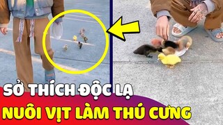 Thanh niên có sở thích 'NUÔI VỊT' làm thú cưng khiến ai cũng 'THÍCH THÚ' 😂 Gâu Đần