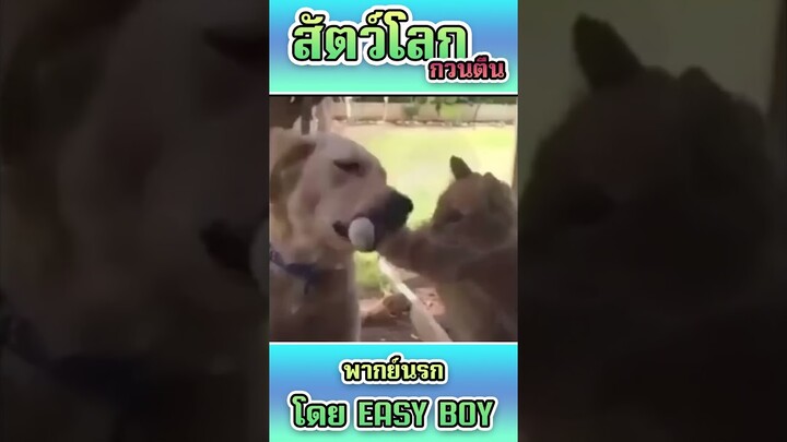 รวมคลิปฮา พากย์นรก #short #easyboy #คลิปฮา #เบสไวน์