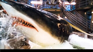 高智商的鲨鱼太可怕了（1）