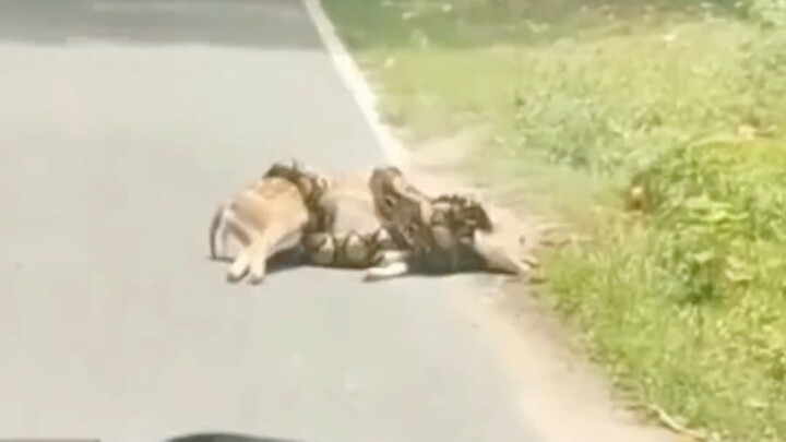 Warganet menyelamatkan rusa kecil itu dari kematian di saat kritis. Tak disangka, rusa itu sangat be