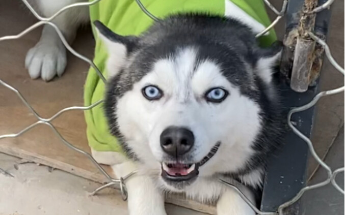 Setiap pagi, hal pertama yang saya lakukan adalah menyelamatkan kepala anjing, tapi tetap saja tidak